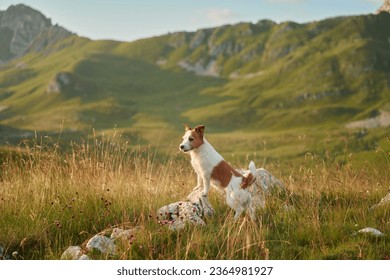 Travel dog in the mountains. Brave Jack Russell Terrier in nature. 