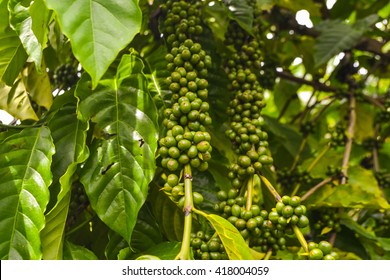 Travel In Dominican Republic. Coffee Beans On The Tree