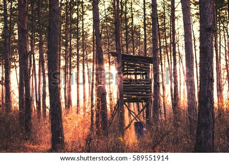 Travel forests in Europe.
It was taken in a Hungarian forest. Stock fotó © 