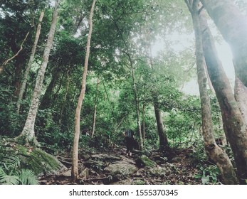 Travel Hiking And Ecotourism Concept From Asian Group Traveler With Backpack Exploring The Beautiful Tropical Rainforest And Enjoying See Nature View With Sunlight Through Trees.