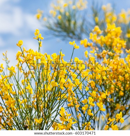 travel to Italy - yellow flowers of cytisus bush close up on Etna mount in Sicily