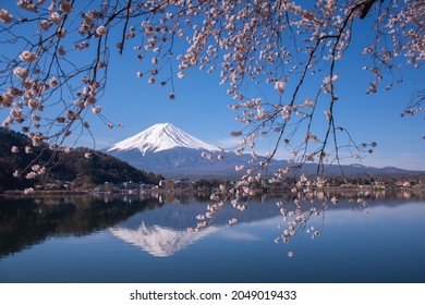 Travel Japan With Very Beautiful Scene Of Sakura  Cherry Blossom And Mt.fuji
