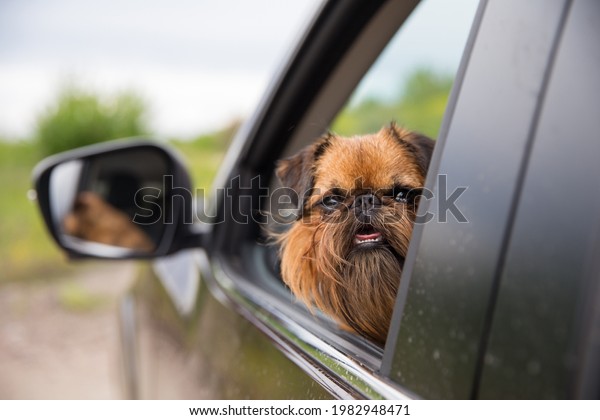Travel pet. Traveling with a dog. Dog of the Griffon\
breed. Taking care of your pet. Psychology of dogs. Features of the\
Griffon dog breed. 