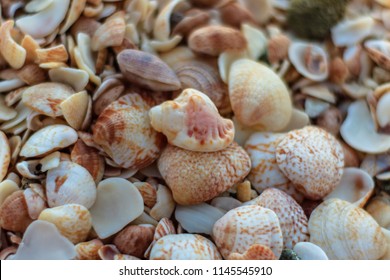 Travel Photo In St. Barths, Caribbean. 
Close-up Photo Of A Lot Of Shells On Shell Beach In Gustavia, Caribbean. 