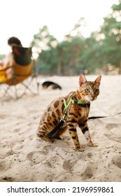 
Travel And Rest With A Cat. Travel With Pets. A Domestic Cat On Vacation With Its Owner. Camping With A Pet. Bengal On Summer Vacation. Bengal By The Water.