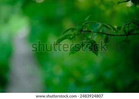 Similar – Image, Stock Photo Silver forest thickets