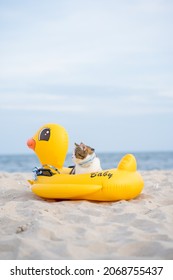 Travel In Thailand Trip With Cat Sit On Duck Rubber Ring On Sand Beach