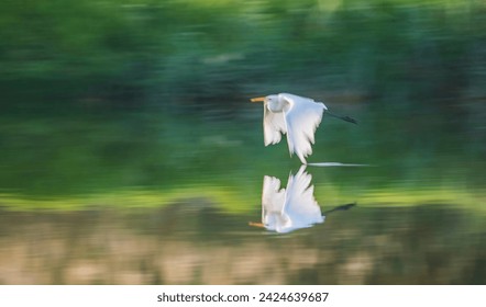 Travel through Israel. Birds of Israel. Bird migration. - Powered by Shutterstock