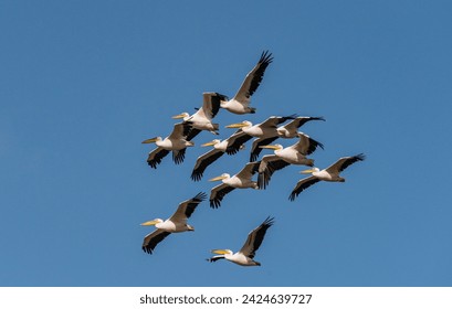 Travel through Israel. Birds of Israel. Bird migration. - Powered by Shutterstock