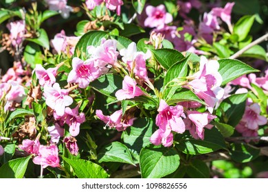 Travel To Turkey - Flowering Honeysuckle (Weigela) Shrub In Istanbul City In Spring