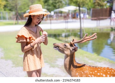 Travel Woman Feed Snack To Formosan Sika Deer