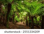 Traveler hiking between giant ferns in Tasmania, Australia