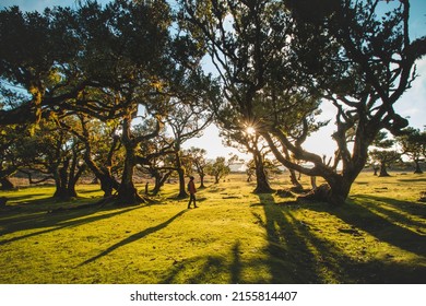 Traveler walk around trees. Most famous tourist destination Fanal on the island of Madeira, Portugal. Twisted old trees on a plateau in the Porto Moniz area. Discovering European nature. - Powered by Shutterstock