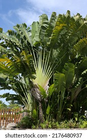 Traveler's Palm, Traveler's Tree on bright sky background Scientific name - Ravenala madagascariensis Sonn. The leaves are erect, resembling a beautiful Chinese fan. Easy to care for, have a rhizome. - Shutterstock ID 2176480937