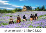 Travelers ride horses in lupine flower field, overlooking the beautiful landscape of Lake Tekapo in New Zealand. Lupins hit full bloom in December to January which is the summer of New Zealand.