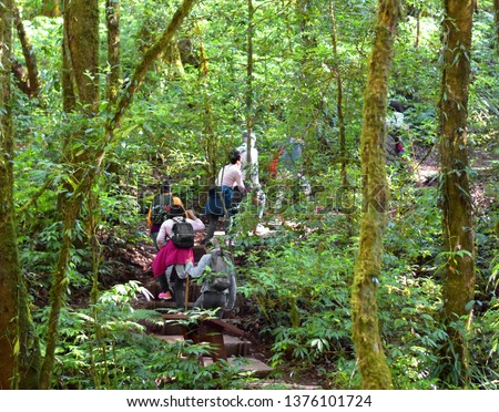 Travelers traveling on trail in evergreen forest, ecotourism in jungle, trekking in green nature, trees in rainforest environment