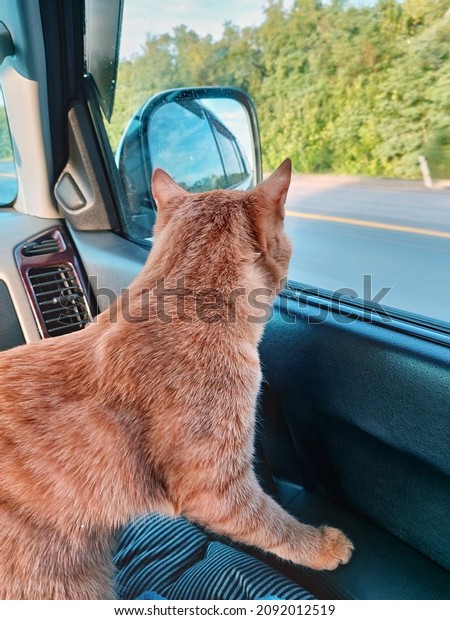 Traveling by car with pets. A car ride\
with a red cat. The red cat is worried. A red striped cat looks out\
of the car window. The theme of pets,\
travel.