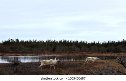 Traveling caribou  catching
