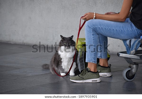 Traveling with a cat by\
plane, car, train, transport box, leash, long waiting, passport ,\
holiday and vacation, bored and sad animal, main coon cat, persian\
cat    