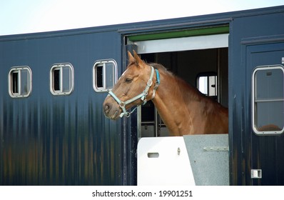 traveling horse sticking head out  trailer