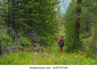 Traveling man in red with big backpack on way through thickets in coniferous forest. Backpacker walks through mountain forest with motley flora. Colorful landscape with tourist in forest among cedars.