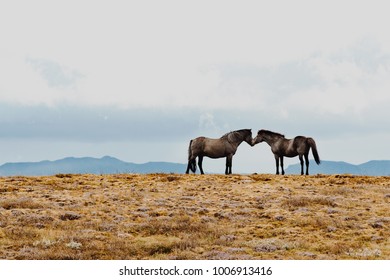Traveller on vacation making photo of a couple of Icelandic horses. Wild horse living in natural habitat around mountain and grass. Concept of freedom animal and amazing outdoor wildlife in Iceland.