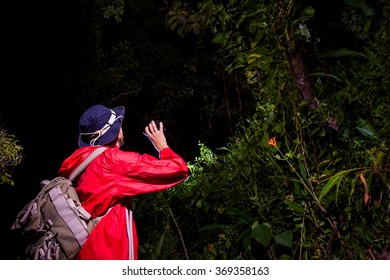 Traveller Search And Explore Through Tropical Rain Forest - Fieldwork
Biology Scientist Searching For New Species - Fieldwork In The Jungle.