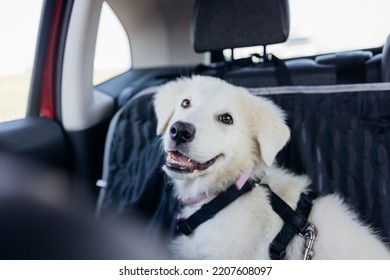 Travelling By Car Adorable White Maremma Sheepdog  With Dog Harness 