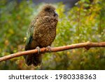 Travelling in New Zealand. Kea parrot, Nestor notabilis, green bird in the nature habitat, mountain in the New Zealand. Kea sititng on the tree trunk, wildlife scene from nature. 