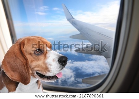 Travelling with pet. Beautiful beagle dog near window in airplane