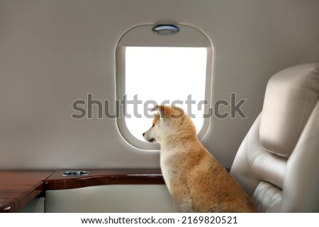 Travelling with pet. Cute Akita Inu puppy near window in airplane
