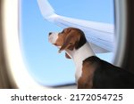 Travelling with pet. Cute Beagle puppy near window in airplane