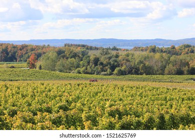 Traverse City MI US 2017. Winery Country Is The Best Around Fall. 