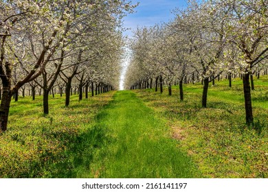 Traverse City Michigan Cherry Blossoms