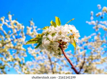 Traverse City Michigan Cherry Blossoms - Shutterstock ID 2161141199