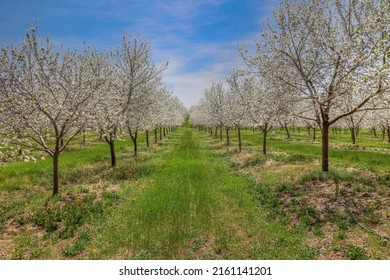 Traverse City Michigan Cherry Blossoms