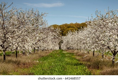 Traverse City Michigan Cherry Blossoms