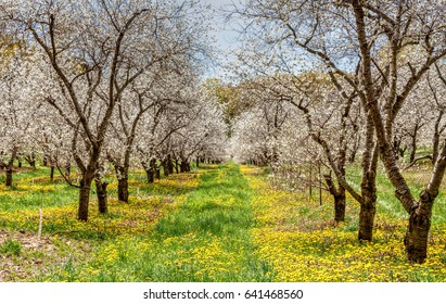 Traverse City Michigan Cherry Blossoms