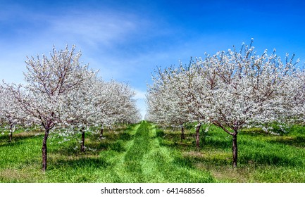 Traverse City Michigan Cherry Blossoms - Shutterstock ID 641468566