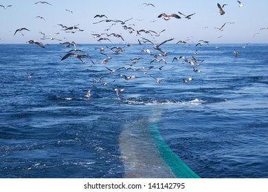 Trawl Fish Net Seagull Sea