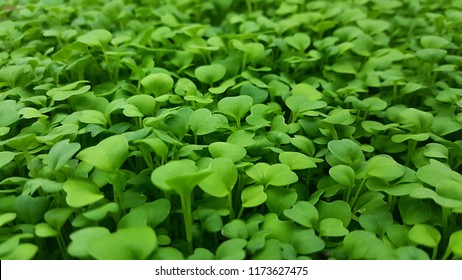 Tray Of Green Microgreens 