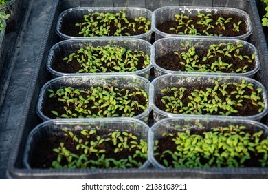 Tray with green seedlings in the greenhouse organic seedlings fresh and green vegetable seedlings growing in pots microplants