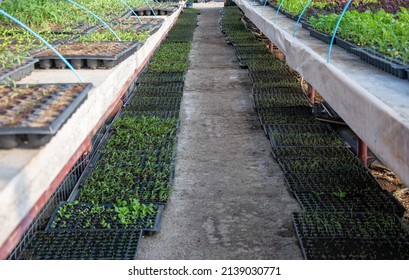 Tray with green seedlings in the greenhouse organic seedlings fresh and green vegetable seedlings growing in pots microplants