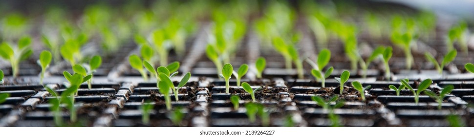 Tray with green seedlings in the greenhouse organic seedlings fresh and green vegetable seedlings growing in pots microplants - Shutterstock ID 2139264227