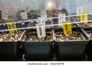 Tray of seed pots germinating under a humidity dome dripping with condensation