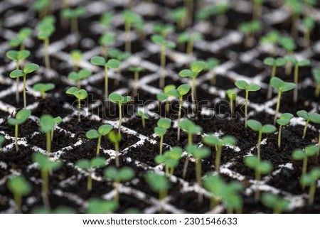 Tray for seedlings with small sprouts of plants. Seedling background. Selective focus, close-up