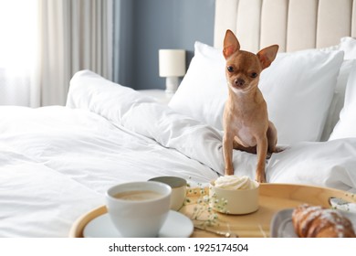 Tray With Tasty Breakfast And Cute Chihuahua Dog On Bed In Room. Pet Friendly Hotel