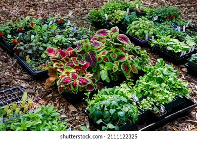 Trays of plant and flower seedlings started indoors outside in the process of hardening off in spring in a home garden. Collection includes a variety of annuals and perennials. - Shutterstock ID 2111122325