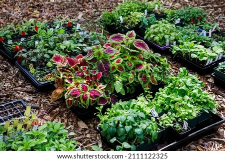 Trays of plant and flower seedlings started indoors outside in the process of hardening off in spring in a home garden. Collection includes a variety of annuals and perennials.