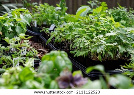 Trays of plant and flower seedlings started indoors outside in the process of hardening off in spring in a home garden. Collection includes a variety of tomato and basil seedlings.